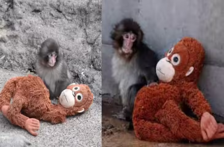 Video Viral: जापान के Zoo में Punch बंदर ने मचाया धमाल, लोगों की भीड़ देख बड़े-बड़े सितारे भी फीके लगने लगे​​​​​​​