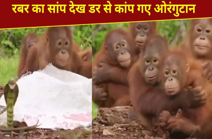 रबर का सांप देख &lsquo;बंदरों&rsquo; की हुई हालत खराब, देखिए कैसे किया रिएक्ट; VIDEO हो गया वायरल