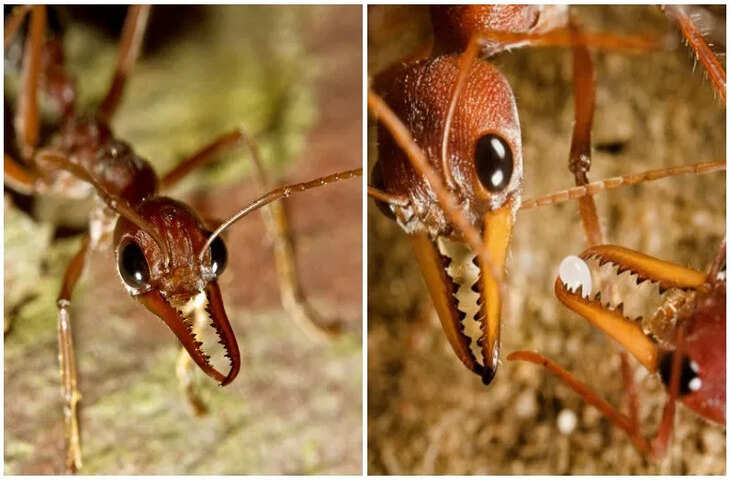 दुनिया की सबसे जहरीली 6 चीटियाँ जिनके काटते ही इंसान सो सकता है मौत की नींद, देखे लिस्ट&nbsp;