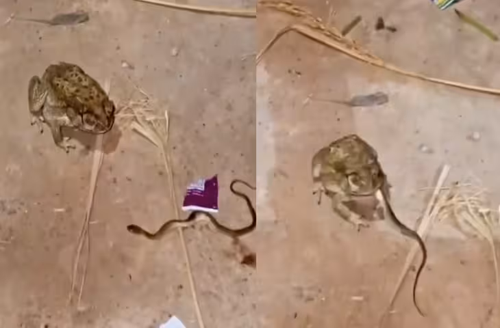 Viral Video: सांप को अपना शिकार बनाकर जिंदा निगल गया मेंढक, नजारा देखकर उड़ जाएंगे होश​​​​​​​
