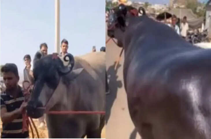 'एक्ट्रेस से भी ज्यादा चमकदार स्कीन', वीडियो में देखें 23 करोड़ का 'अनमोल' भैंसा