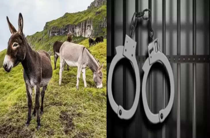 पाकिस्तान के कोर्ट में जज साहब के सामने हुई 5 गधों की पेशी, वजह जानकर हैरान रह जाएंगे आप