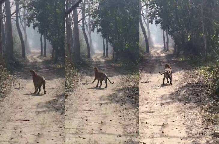 Viral Video: बाघ और कोबरा की खतरनाक टक्कर, एक फूंकार से जंगल के शिकारी की सिट्टी-पिट्टी हो गई गुम&nbsp;