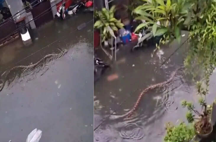 बाली में बाढ़ और अजगर की दहशत: सोशल मीडिया पर वायरल हुआ खतरनाक वीडियो