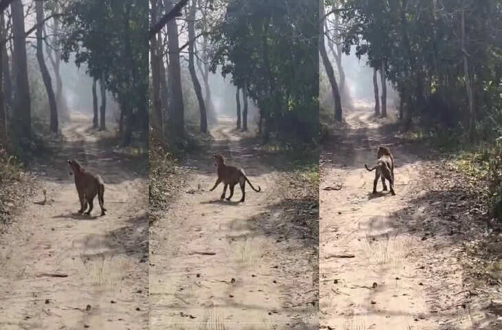 सांप की फुफकार से डर गया बाघ, कोबरा से लड़ाई का जबरदस्त वीडियो आया सामने