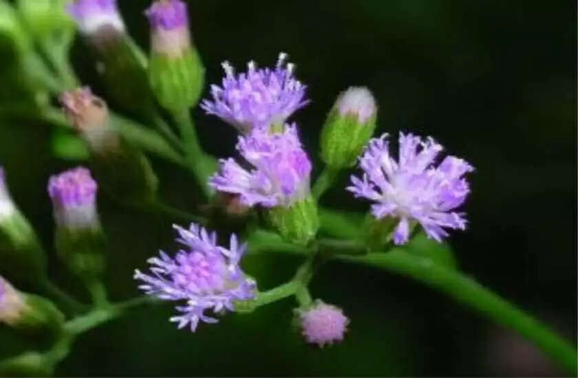 Tricks of this plant will remain wealthy throughout life&nbsp;