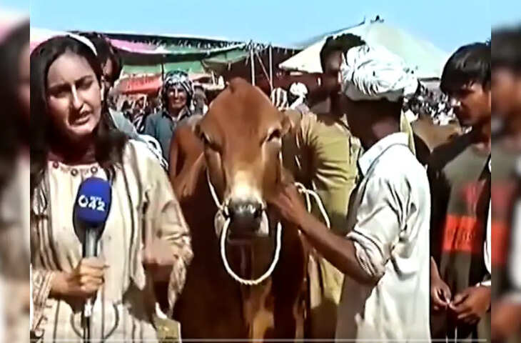 लाइव रिपोर्टिंग में बैल ने किया धमाका! पाकिस्तानी एंकर को एक टक्कर में उठा फेंका दूर, देखे वायरल क्लिप&nbsp;