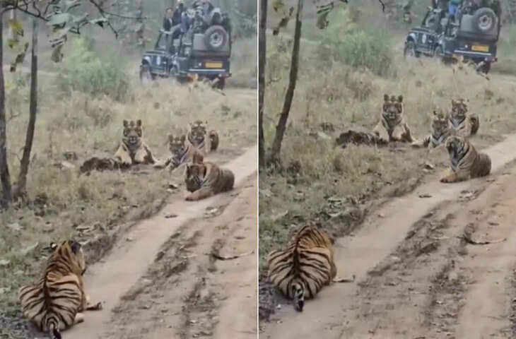 इस वीकेंड आप भी परिवार के साथ करें सारिस्का की सैर, यहां बाघों को देखने रोजाना आ रहे हैं 500 से ज्यादा सैलानी