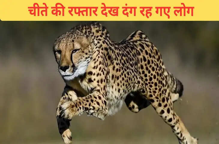 3 सेकंड में 60 की स्पीड&hellip;चीते की रफ्तार के आगे हार गया शिकार, हैरान कर देगा VIDEO