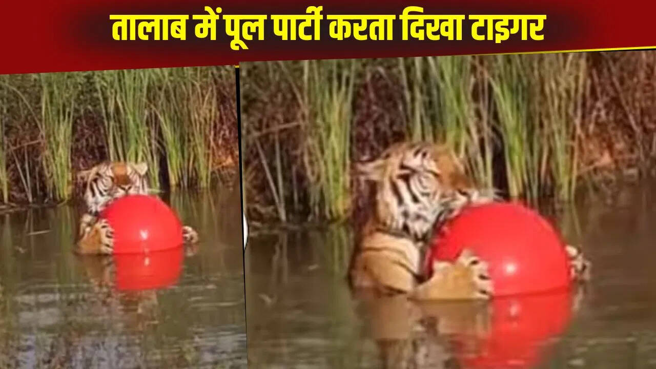 पूल में बच्चों की तरह खेलता दिखा बाघ, वीडियो देख लोगों ने किए मजेदार कमेंट्स
