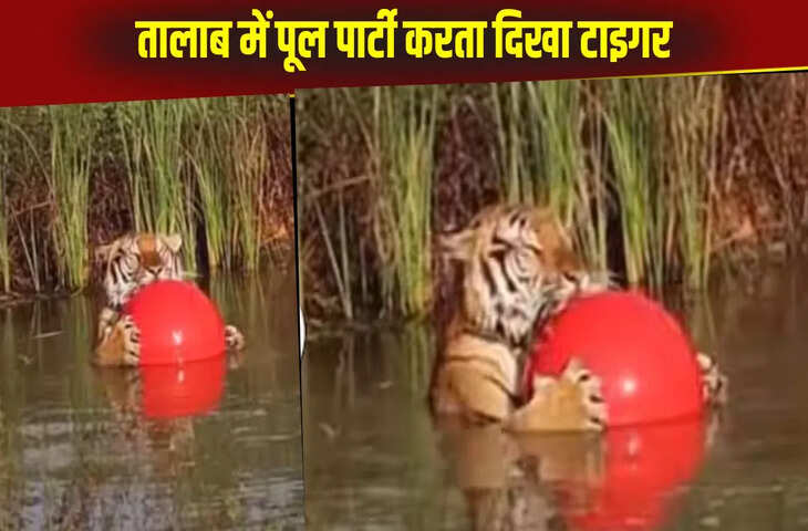 पूल में बच्चों की तरह खेलता दिखा बाघ, वीडियो देख लोगों ने किए मजेदार कमेंट्स