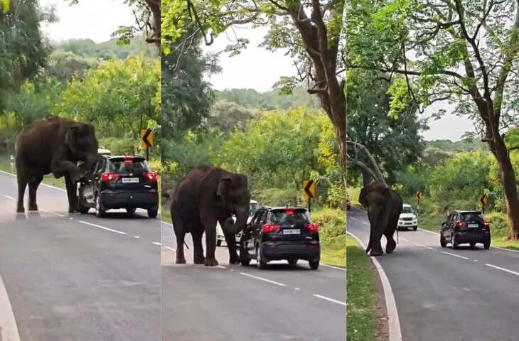 जब हाईवे पर जंगली हाथी ने रोका रास्ता, कार पर पैर रखकर जो किया; हलख में अटकी लोगों की जान..Video