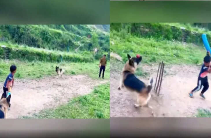 जब खिलाड़ी कम पड़े तो बच्चों ने कुत्तों को बना लिया क्रिकेट टीम का हिस्सा, वायरल वीडियो ने जीता लोगों का दिल