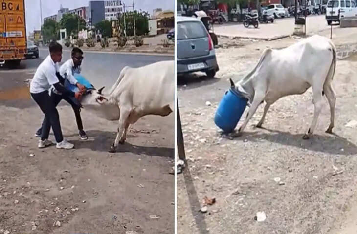 Viral Video: ड्रम में फंसकर तड़प रही गाय की ऐसे बचाई जान, युवकों की बहादुरी जीत रही दिल