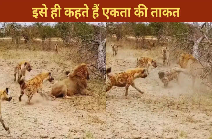 इसे कहते हैं यूनिटी, लकड़बग्घों ने शेर के पंजे से साथी को छुड़ाया; VIDEO देख दंग रह गए लोग