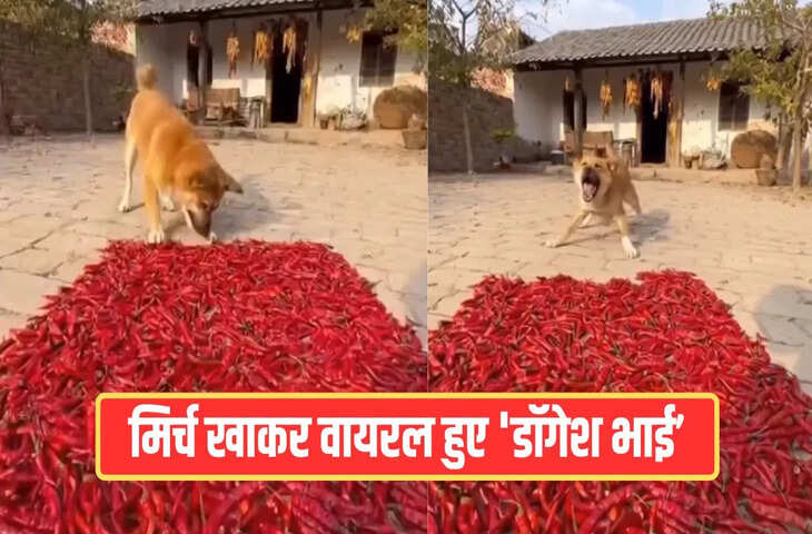 मिठाई समझ लाल मिर्च खा गया कुत्ता, फिर जो हुआ&hellip;वीडियो देख छूट जाएगी हंसी