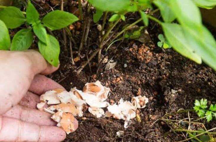 Gardening Tips: कचरा समझकर न फेंकें अंडे के छिलके! घर पर ऐसे बनाएं ऑर्गेनिक खाद, खिल उठेंगे आपके पौधे