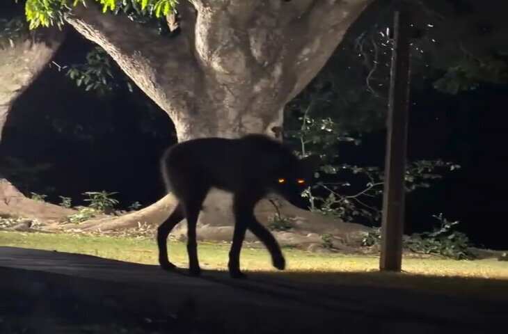 Viral Video: रात के अंधेरे में महिला को दिखा रहस्यमयी जानवर, लंबी टांगें और लोमड़ी जैसा चेहरा देख उड़े होश