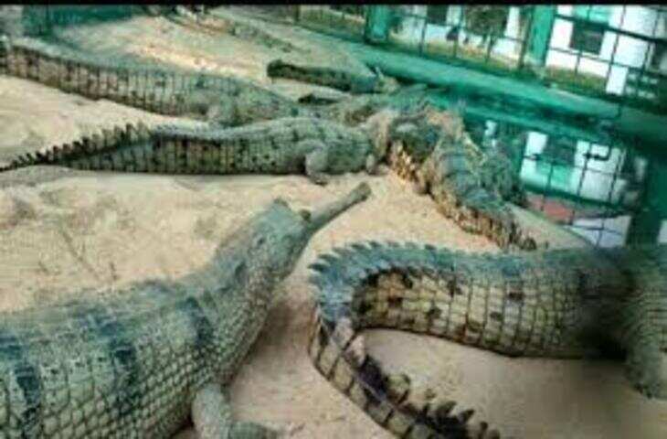  चंबल घड़ियाल अभयारण्य में एक बार फिर शुरू हुई बोटिंग, जानिए कैसे मिलेंगे टिकट