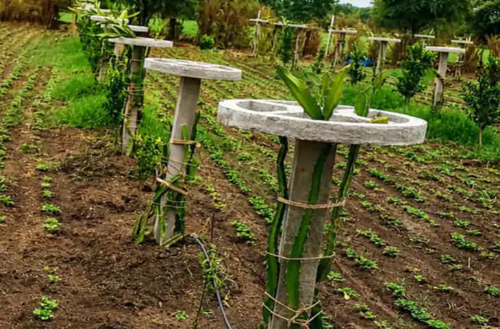 झालावाड़ में पहली बार ड्रैगन फ्रूट की खेती, संतरे के बगीचे में लगाए 400 पौधे; 25 साल तक मिलेगा उत्पादन