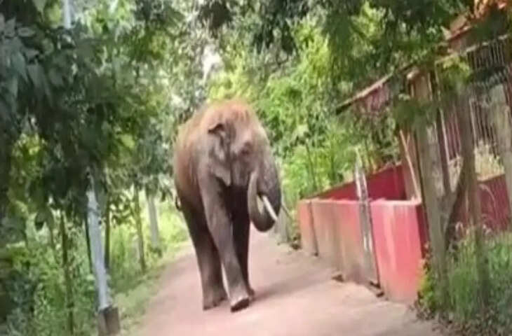  भक्ति में लीन हुआ हाथी, मां दुर्गा के मंदिर के सामने झुकाया सिर, देख लोग रह गए हैरान