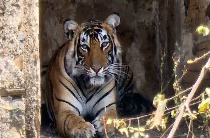 '3 दिन में फाइल कैसे क्लियर हो गई...'&nbsp;सरिस्का विवाद में SC ने लगाई फटकार, राजस्थान सरकार से मांगा जवाब