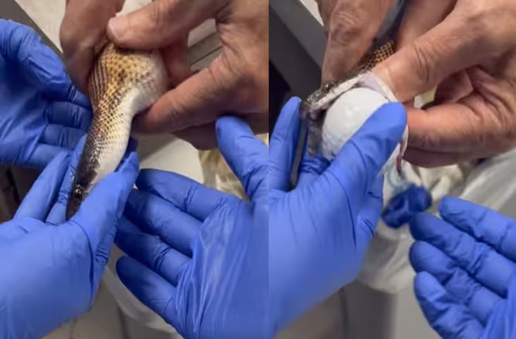 सांप की पेट में थे 3 गोल्फ बॉल, देखकर डॉक्टरों के उड़े होश, शरीर से निकालने का वीडियो हुआ वायरल