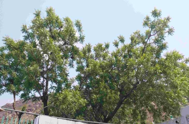 राजस्थान में मौजूद है 850 साल पुरानी चमत्कारी दरगाह जहाँ कड़वा नीम भी लगता है शहद सा मीठा, वीडियो में देखे चमत्कार&nbsp;