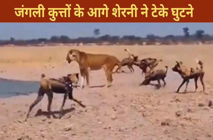 जंगली कुत्तों के चंगुल में फंसी शेरनी, भयानक लड़ाई के VIDEO ने सबको किया हैरान