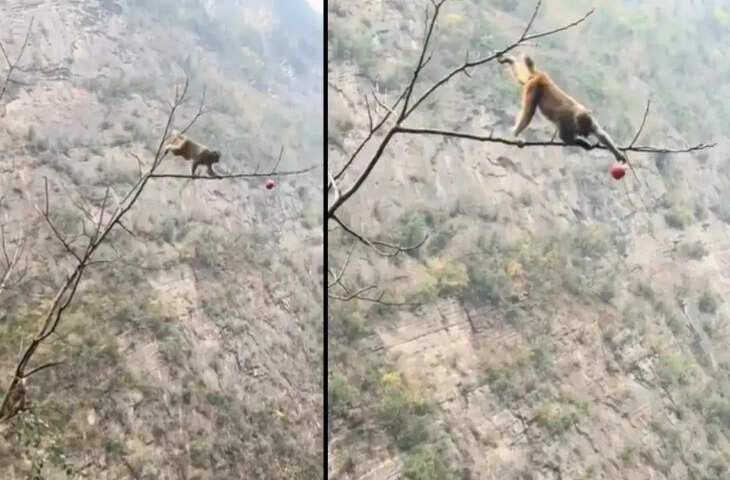 बंदर को लगी भूख तो लगा दी अपनी जान की बाजी, इसके आगे जो हुआ उसे देखकर आपकी रूह कांप उठेगी