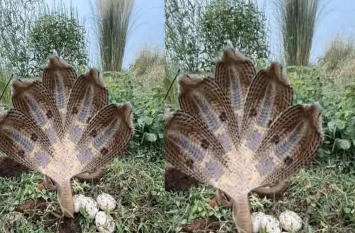 अरे पांच सिर वाले भी सांप होते हैं क्या, तेजी से वायरल हो रहा है वीडियो