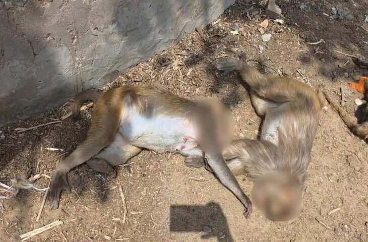 कान्हानगरी गोवर्धन में 28 बंदरों की हत्या, विदेशी बाबा एयर गन से करता था फायर