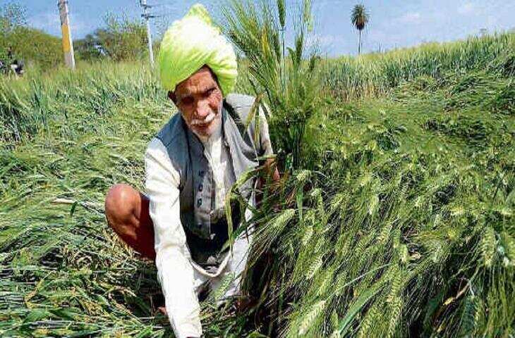 बारिश से फसल नुकसान के आकलन में सियासी भेदभाव का आरोप, वीडियो में देखें जूली बोले जहां कमल वहीं खराबा करते हैं&nbsp;