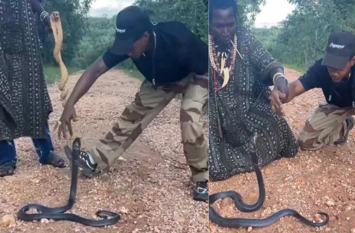 बंदे ने सिखाई किंग कोबरा पकड़ने की टेक्निक, देखें कैसे सांप को किया जाता है काबू