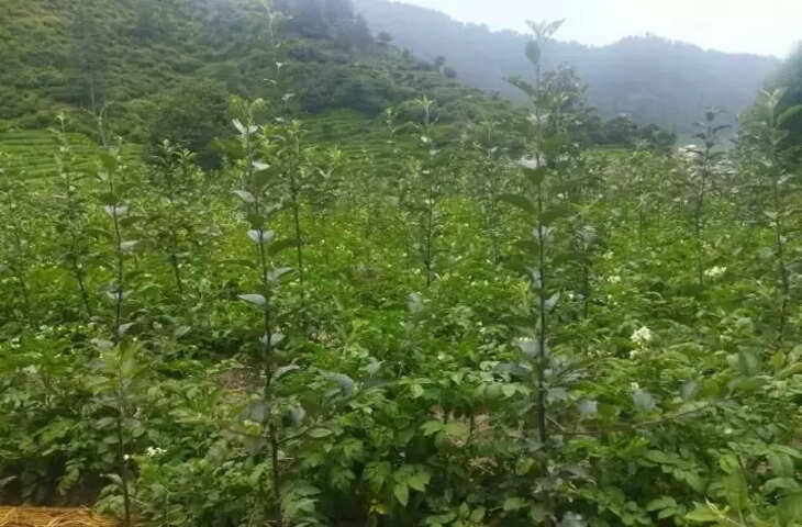 Mandi आलू की बंपर पैदावार की आस, स्टोरेज का संकट