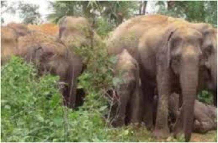 Durg गुस्से में हाथी के हमले में कुचलने से हुई महिला की मौत, दो लोग घायल