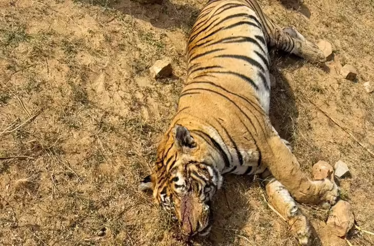 सवाई माधोपुर में बाघों की संख्या 76 पार, बढ़ती आबादी बनी चुनौती; नए ठिकानों की तलाश शुरू