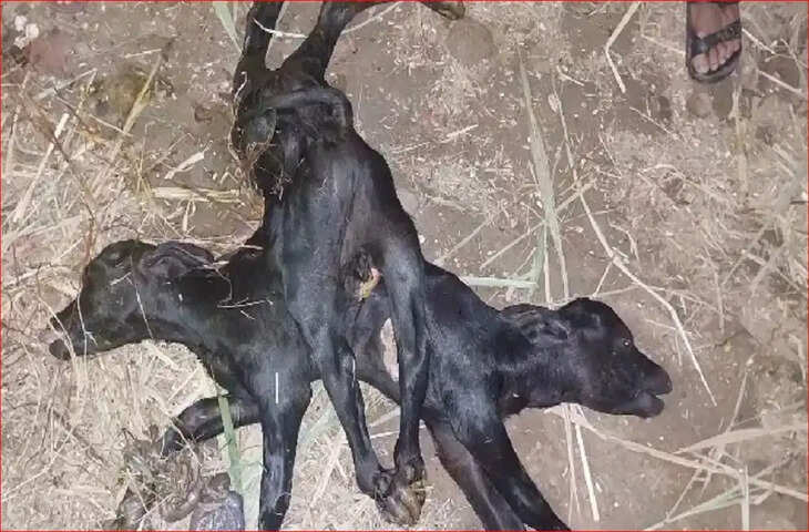 दो सिर और आठ पैरों वाला बछड़ा पैदा होने से मची सनसनी, 5 घंटे चली सर्जरी; डॉक्टरों ने बताई वजह
