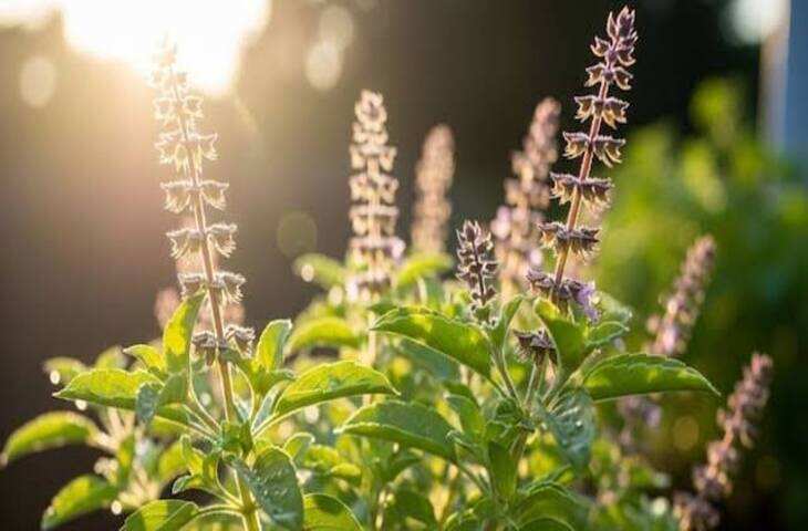सूख रही है तुलसी? पौधे में डालें घर पर बना यह 1 सीक्रेट फर्टिलाइजर, पत्तियों से भर जाएगी मंजरी