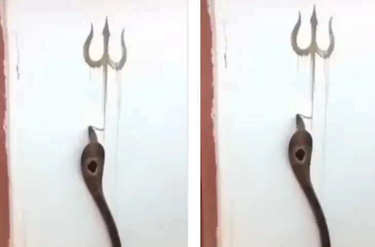वायरल हुआ कोबरा का त्रिशूल बनाता वीडियो, देख लोग बोले- 'ये तो चमत्कार है'