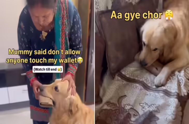 मम्मी ने डोगेश भाई को दिया था पर्स की पहरेदारी का जिम्मा, ‘चोर’ आए तो लगा भौंकने, लोग बोले- ये Z+ सिक्योरिटी है