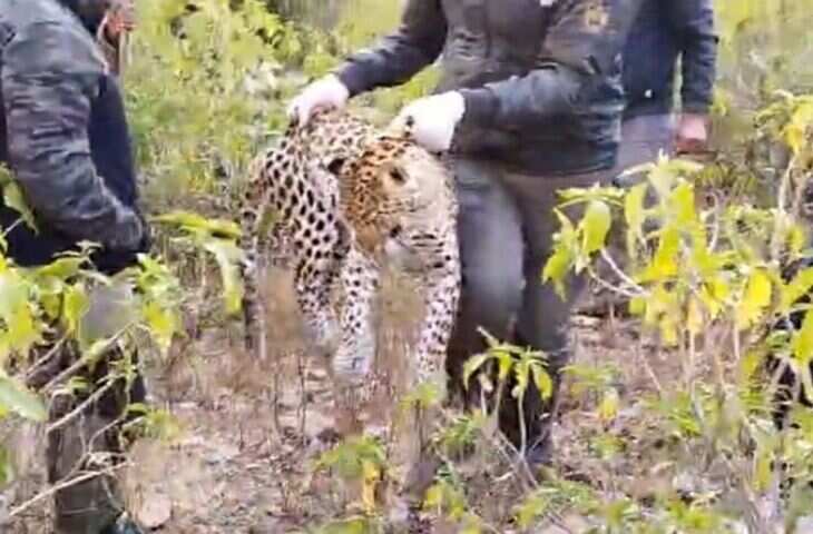 अलवर के सरिस्का में लेपर्ड की फंदा में फंसने से मौत, वीडियो में देखें वन विभाग पर सूचना देर से देने का आरोप