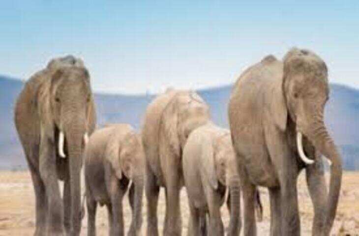 एमपी के शहडोल में हाथियों के हमले में तीन लोगों की मौत, सीएम ने प्रत्येक पीड़ित परिवार को 25 लाख रुपये मुआवजे की घोषणा की