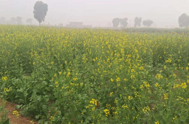 राजस्थान में अमृत बनकर बरसी मावठ, गेहूं और सरसों की फसलों को मिला जीवनदान, किसानों के खिले चेहरे