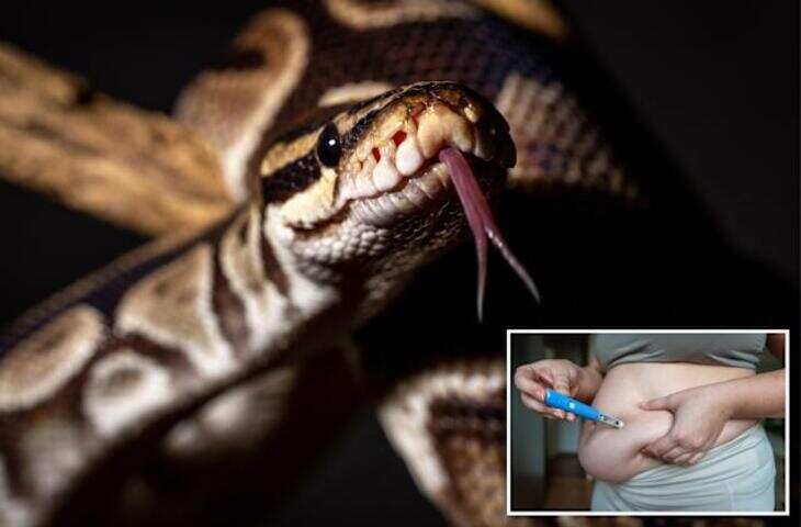अजगर बना वेट लॉस का नया राज! वैज्ञानिकों ने Python के खून में खोजा भूख मिटाने वाला खास तत्व