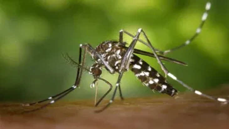 OMG! मच्छर के काटने से शख्स को जाना पड़ गया आईसीयू में, कराने पड़े 30 ऑपरेशन, जानिए क्या हैं पूरा मामला !