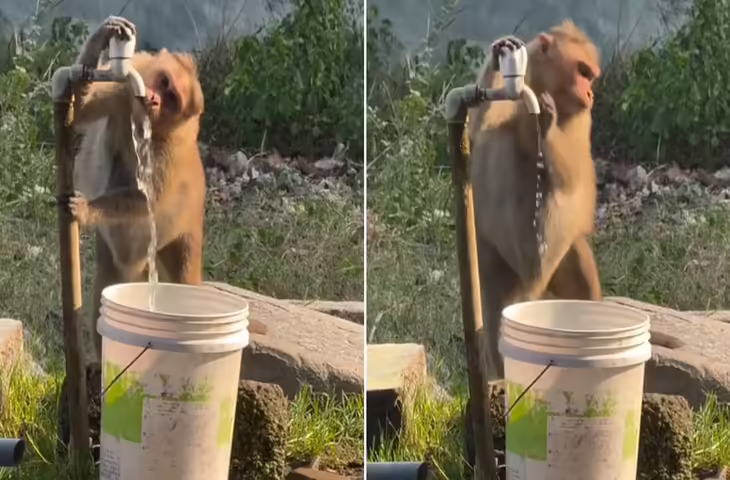 बंदर की समझदारी ने जीता दिल, वायरल वीडियो देख यूजर्स बोले इंसानों को इससे सीखना चाहिए&nbsp;