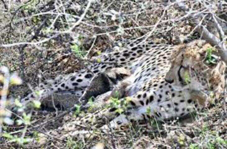 कूनो का चीता KP-2 सवाई माधोपुर के रिहायशी इलाके में पहुंचा, फुटेज में देंखे लोगों में दहशत