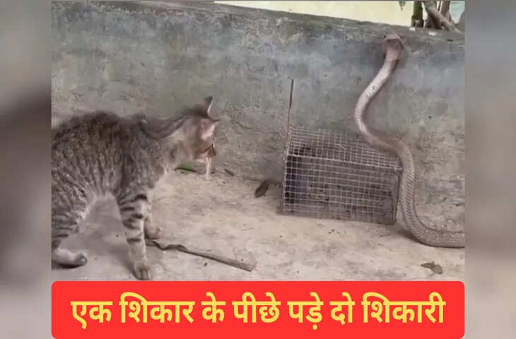 एक चूहे के लिए सांप और बिल्ली में छिड़ी जंग, फिर जो हुआ&hellip;देखकर आंखों पर नहीं होगा यकीन