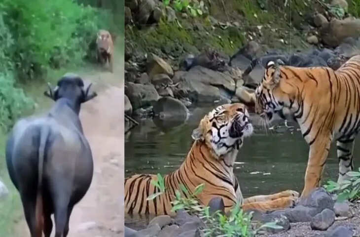 शावक के साथ मस्ती करती नजर आई बाघिन, आमने-सामने पड़ गए बाघ-भैंस; सरिस्का बाघ अभ्यारण के दो VIDEO वायरल
